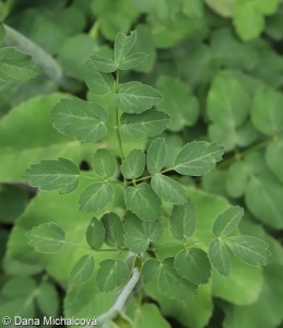 Laserpitium latifolium – hladýš širolistý