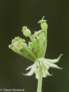 Laserpitium prutenicum subsp. prutenicum – hladýš pruský pravý