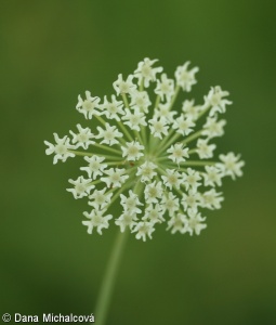 Laserpitium prutenicum subsp. prutenicum – hladýš pruský pravý