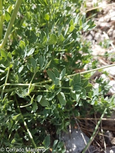 Laserpitium siler subsp. siculum
