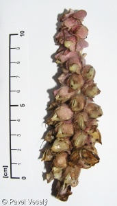 Lathraea squamaria subsp. squamaria – podbílek šupinatý pravý