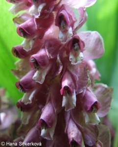 Lathraea squamaria subsp. squamaria – podbílek šupinatý pravý