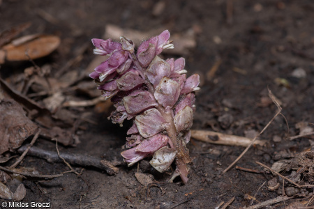 Lathraea squamaria &ndash; podbílek šupinatý