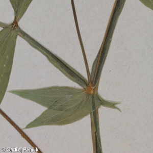 Lathyrus heterophyllus – hrachor různolistý