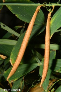 Lathyrus sylvestris aggr.