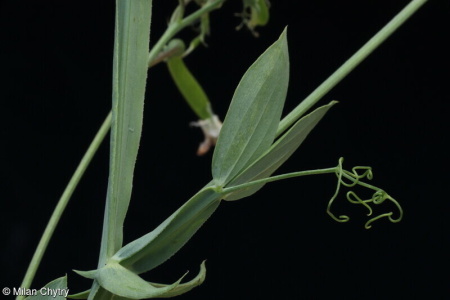 Lathyrus latifolius