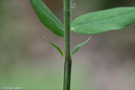 Lathyrus niger