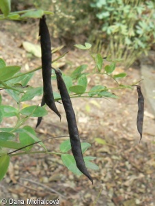 Lathyrus niger – hrachor černý