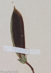 Lathyrus ochrus