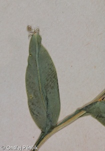 Lathyrus ochrus – hrachor žlutoplodý