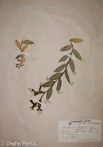 Lathyrus ochrus – hrachor žlutoplodý