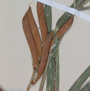 Lathyrus pannonicus – hrachor panonský