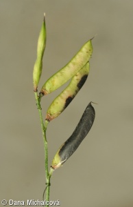 Lathyrus pratensis subsp. pratensis