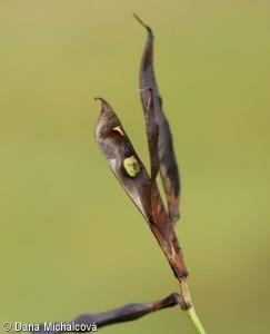 Lathyrus pratensis – hrachor luční