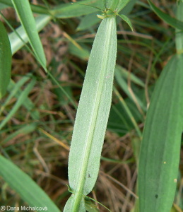 Lathyrus sylvestris – hrachor lesní