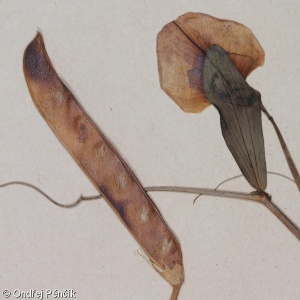 Lathyrus tingitanus – hrachor tangerský