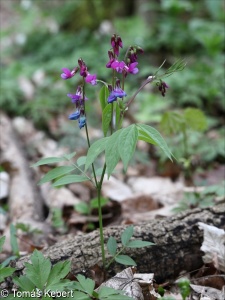 Lathyrus vernus – hrachor jarní, hrachor lecha, lecha jarní