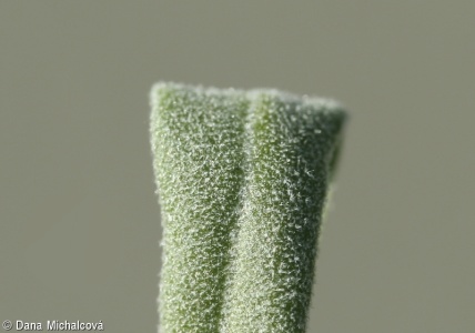 Lavandula angustifolia – levandule lékařská