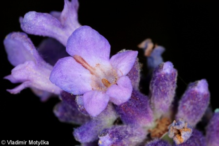 Lavandula angustifolia – levandule lékařská