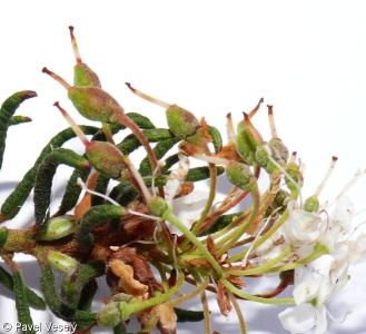 Rhododendron tomentosum – rojovník bahenní