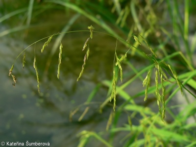 Leersia oryzoides – tajnička rýžovitá