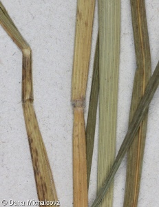 Leersia oryzoides – tajnička rýžovitá