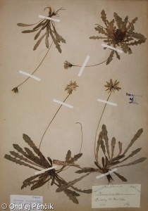 Leontodon saxatilis subsp. saxatilis – máchelka pampeliškovitá pravá