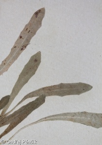 Leontodon saxatilis – máchelka pampeliškovitá