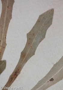 Leontodon saxatilis subsp. saxatilis – máchelka pampeliškovitá pravá
