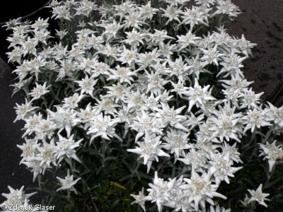 Leontopodium alpinum – plesnivec alpský