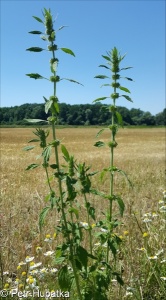 Leonurus marrubiastrum – buřina jablečníkovitá