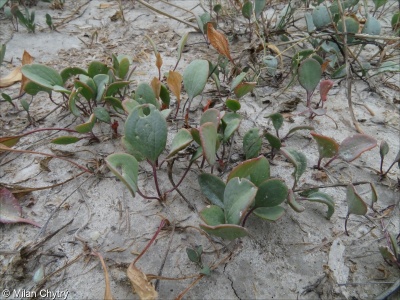 Lepidium cartilagineum subsp. caespitosum