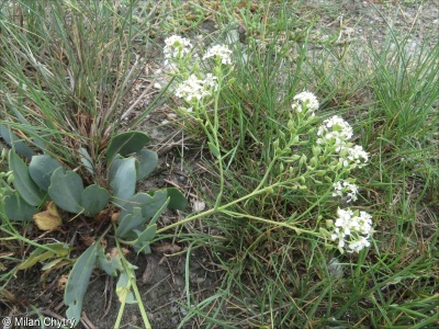 Lepidium cartilagineum subsp. caespitosum