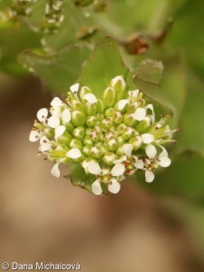 Lepidium heterophyllum – řeřicha různolistá