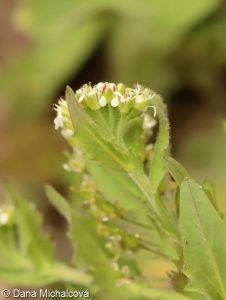 Lepidium heterophyllum – řeřicha různolistá