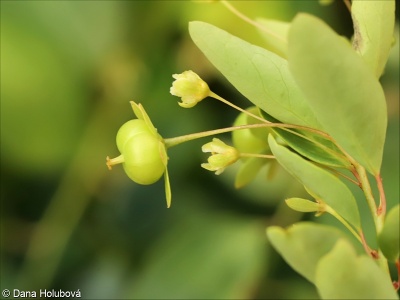 Leptopus chinensis