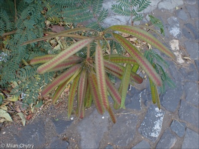 Leucaena leucocephala