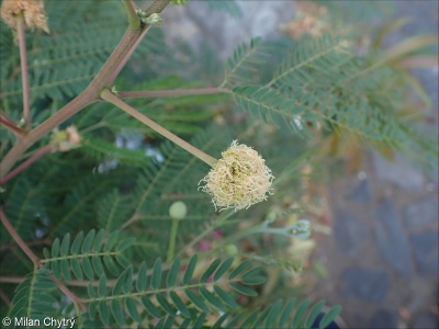 Leucaena leucocephala