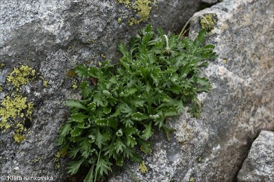 Leucanthemopsis alpina subsp. tatrae