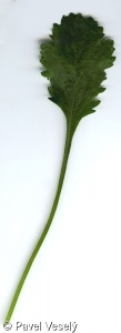 Leucanthemum vulgare agg. – okruh kopretiny bílé