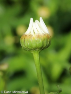 Leucanthemum ×superbum – kopretina portugalská × k. velkokvětá