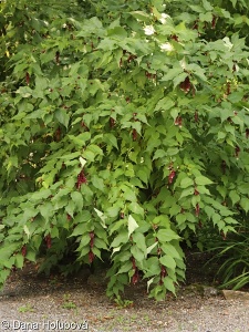 Leycesteria formosa