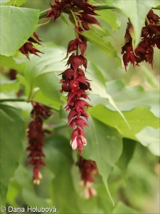 Leycesteria formosa