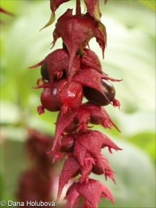 Leycesteria formosa