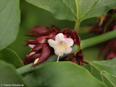 Leycesteria formosa