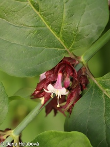 Leycesteria formosa