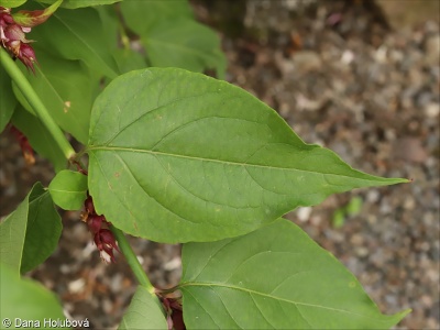 Leycesteria formosa