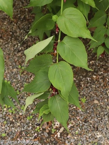 Leycesteria formosa