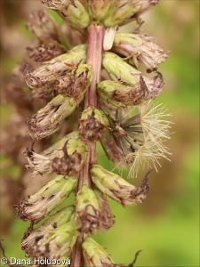 Liatris spicata – shorakvět klasnatý