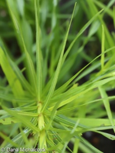 Liatris spicata – shorakvět klasnatý